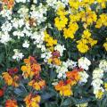 Giroflée - Cheiranthus - Matthiola - Erysimum