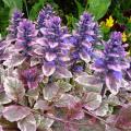 Bugle 'Burgundy Glow' - Ajuga reptans 'Burgundy Glow'