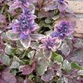 Bugle 'Burgundy Glow' - Ajuga reptans 'Burgundy Glow'