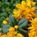 Berberis darwinii - Berbéris de Darwin Berberis darwinii - Berbéris de Darwin