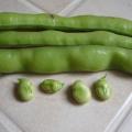 F�ve - Vicia faba