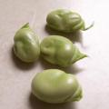 F�ve - Vicia faba