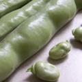 F�ve - Vicia faba