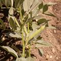 F�ve - Vicia faba