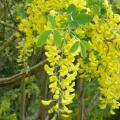 Cytise - Laburnum watereri 'Vossii' Cytise - Laburnum watereri 'Vossii'