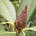 D�ss�chement des boutons du rhododendron - Bud blast