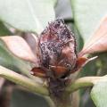 Déssèchement des boutons du rhododendron - Bud blast
