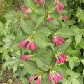 Weig�lia