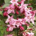 Weig�lia