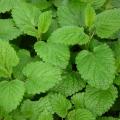 M�lisse - M�lisse citronnelle