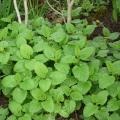 M�lisse citronnelle - Melissa officinalis