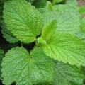 M�lisse citronnelle - Melissa officinalis