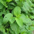 M�lisse citronnelle - Melissa officinalis