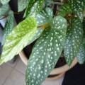 B�gonia bambou - Tamaya