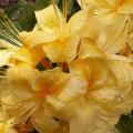 Azalée - Rhododendron