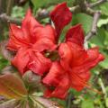 Azalée - Rhododendron
