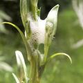 Cicadelle �cumeuse - Crachat du coucou