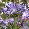 Agapanthe