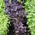 Basilic pourpre