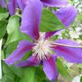 Cl�matite 'Anna Louise'