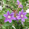 Cl�matite 'Anna Louise'