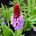 Primula vialii - Primev�re des marais
