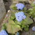 Ageratum du Mexique