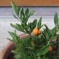 Pommier d'Amour - Solanum