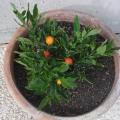 Pommier d'Amour - Solanum