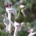 O�dium sur rosier - Maladie du blanc