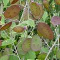 Monnaie-du-Pape - Lunaria annua