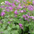 Monnaie-du-Pape - Lunaria annua