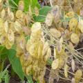 Monnaie-du-Pape - Lunaria annua