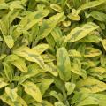Sauge officinale 'Icterina' - Salvia officinalis  