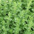 Origan - Origanum vulgare