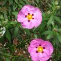 Ciste - Cistus