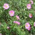 Ciste - Cistus