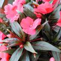 Impatiens de Nouvelle Guin�e