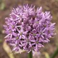 Allium Gladiator