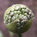 Allium Gladiator