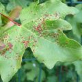 Galles de l'�rable
