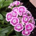 Oeillet de Po�te - Dianthus barbatus