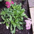 Oeillet de Po�te - Dianthus barbatus