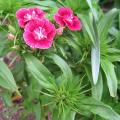 Oeillet de Po�te - Dianthus barbatus