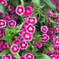 Oeillet de Po�te - Dianthus barbatus