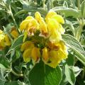 Phlomis fruticosa - Sauge de Jérusalem