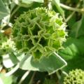 Phlomis fruticosa - Sauge de Jérusalem
