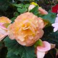 B�gonia tuberhybrida - B�gonia tub�reux