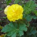 B�gonia tuberhybrida - B�gonia tub�reux