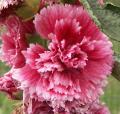 Rose tr�mi�re - Althaea rosea 
